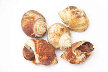 Cockle clams isolated white background. grilled clams seafood of Thailand.