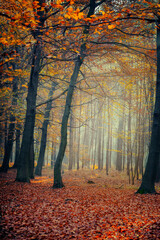 Krajobraz jesienny. Mglisty poranek w lesie. 