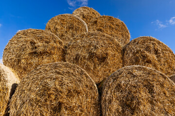 An agricultural field where wheat crops are harvested and straw stacks are stored