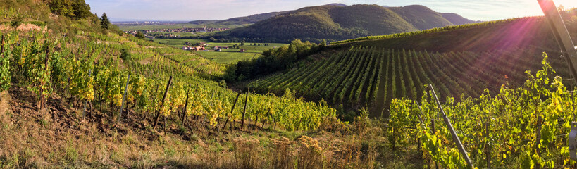 Fototapeta na wymiar Le vignoble alsacien sur les coteaux de la vallée de Kaysersberg, CEA, Alsace, Grand Est, France