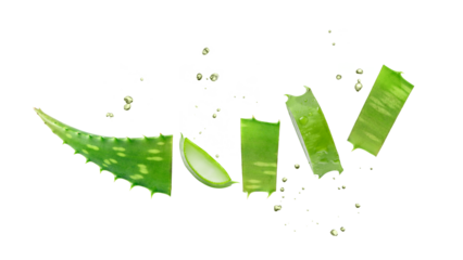 Leaf slices of medicinal pure aloe vera plant with flying drops isolated on white background.