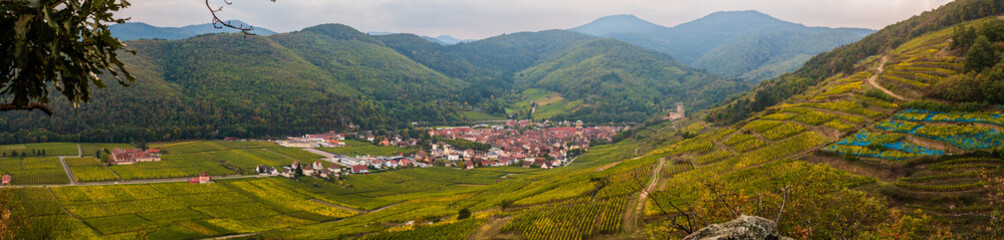 Le vignoble de Kaysersbeeg au temps des vendanges, vallée de la Weiss, CEA, Alsace, Grand Est, France