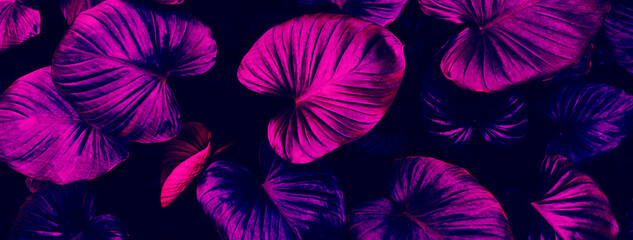 tropical leaf background, blue and purple neon glow toned.