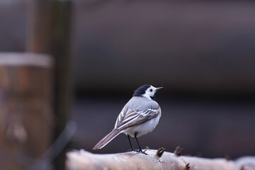 Motacilla alba - The white wagtail