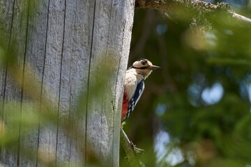 Great spotted woodpecker, dendrocopos major