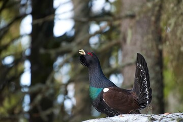 Capercaillie, Tetrao urogallus in natural habitat