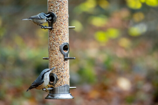 Wild birds eating from bird feeder in autumn