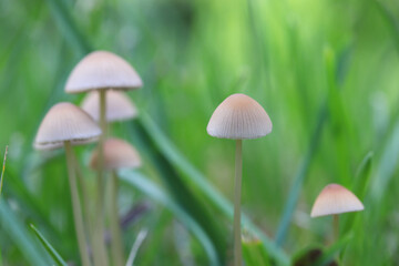mycena , a very fine fungus that grows on moss and grass
