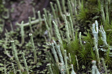 A forest of trumpet lichen (cladonia fimbriata) and moss growing on a tree stump