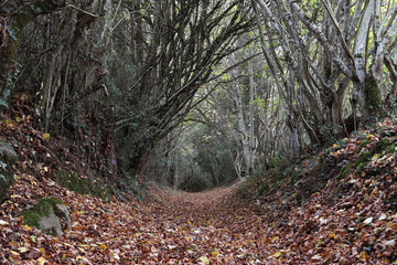 Chemin, sentier en automne dans la forêt creusoise en Limousin