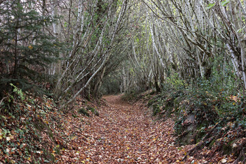 Chemin, sentier en automne dans la forêt creusoise en Limousin