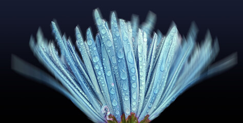 MICRO PHOTOGRAPHY, BLUE FLOWER, FINE ART, CLOSE-UP FLOWER, WATER DROPLETS, LIGHT BLUE FLOWER PETALS