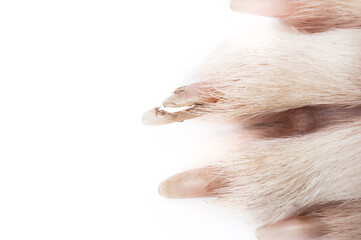 Broken dog nail, close up. Top view of dirty large dog paw with split nail or claw. Dog claw broken to the quick in need of veterinarian care or first aid. Selective focus. White background.