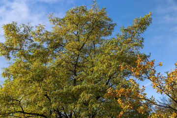 Mixed forest in the autumn season with different deciduous trees
