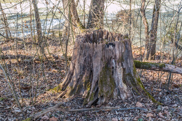Rotted tree stump closeup
