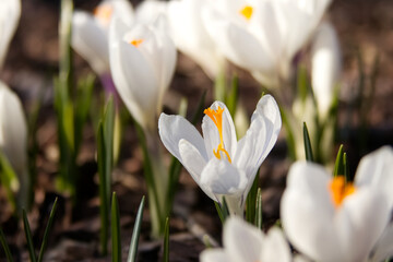 Tender white crocuses on a spring lawn outside close-up