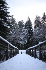 Foret enneigée