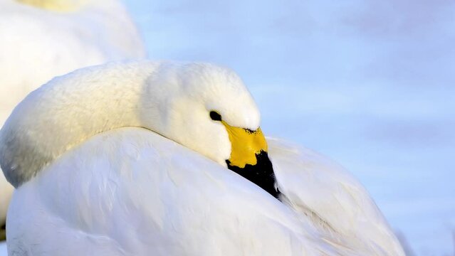 Bewick swan resting getting ready to sleep whilst floating on the water

