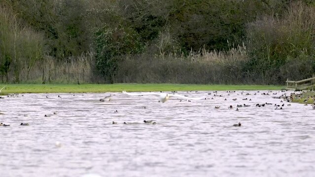 Adult Mute swan Cygnus olor flying and landing on water 
