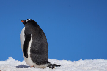 Reflective Gentoo Penguin - Antarctica
Pygoscelis papua