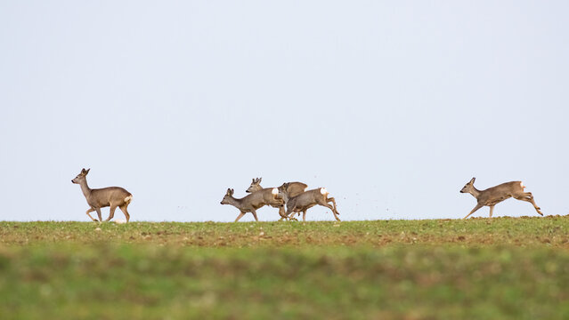Family of roe deers running on a field