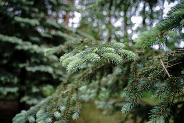 Blue spruce - Picea pungens, green spruce, landscape design. Selective focus