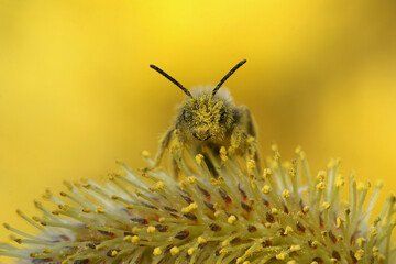 Facial closeup on a pollen covered male yellow legged solitary mining bee Andrena flavipes sitting...