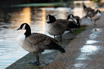 Group of canada geese on canal shore in London.