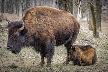 American Bison Buffalo with Juvenile  - obrazy, fototapety, plakaty