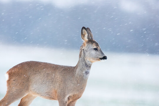 Roe deer female standing in snowy weather