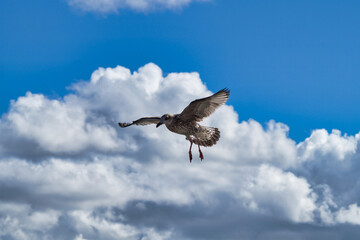 The black-backed gull hovered motionless in the air against a bright blue sky