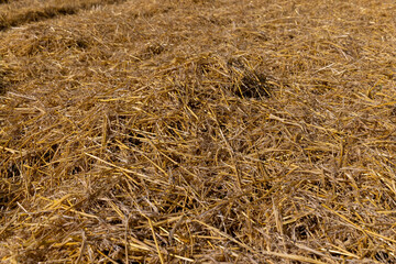 Yellow-golden straw in the field after harvesting