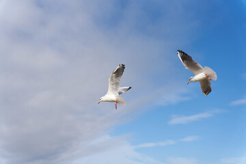 Black-headed Gulls, Chroicocephalus ridibundus in the sky over the Polish Baltic Sea coast near Swinoujscie