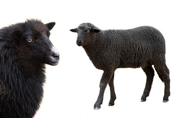 two black sheep isolated on white background