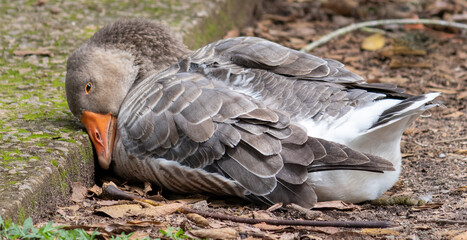 Photograph of a beautiful duck resting.