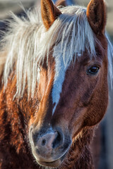 Haflinger Portrait