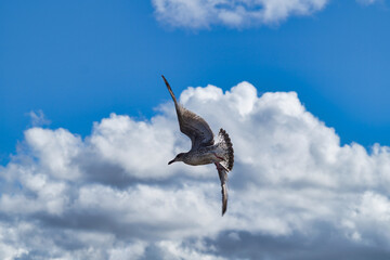 The black-backed gull hovered motionless in the air against a bright blue sky