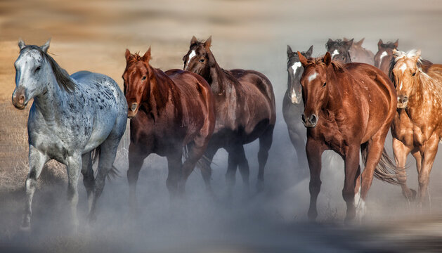 Horse Stampede Along a Dusty Meadow