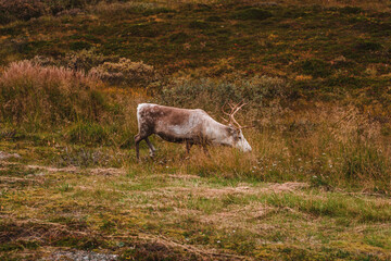 Obraz premium Wild reindeers in Norway on an autumn day