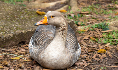 Photograph of a beautiful duck resting.