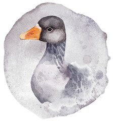 Watercolor Goose Portrait. Hand painted goose portrait on a watercolor background - 564713069