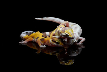 Baby leopard gecko in black background