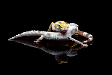 Baby leopard gecko in black background