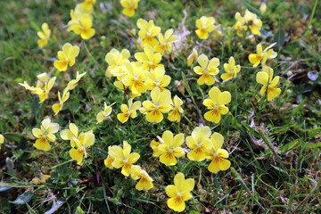 Patch of yellow Mountain pansy flowers, Derbyshire England
