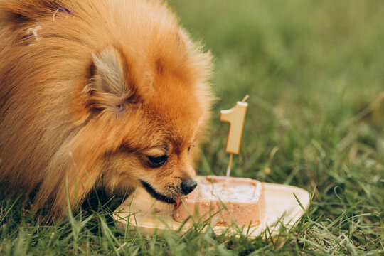 Pomeranian spitz dog eats his birthday cake for 1 year old on green grass. 
