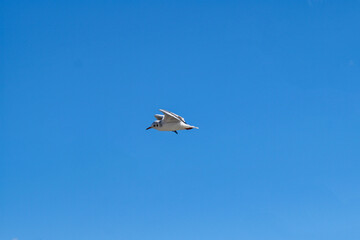 Fototapeta na wymiar Black-headed seagull flies in a cloudless blue sky