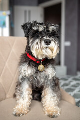 A black and silver schnauzer with an addressee on a red collar is sitting on a chair