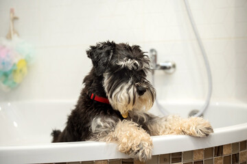 A miniature Schnauzer puppy of black and silver color stands in the bathroom after a walk
