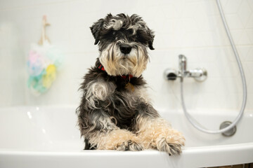 A purebred Schnauzer of black and silver color is standing in the bathroom and waiting for the owner