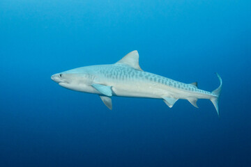 Young female tiger shark, French Polynesia